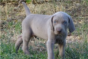 Norm - Weimaraner for sale