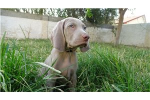 Henry - puppy for sale