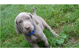 Hazel - Weimaraner for sale