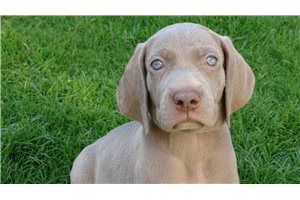 Newton - Weimaraner for sale