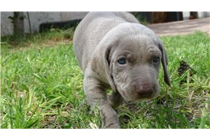 Bene - puppy for sale