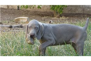 Hannah - Weimaraner for sale