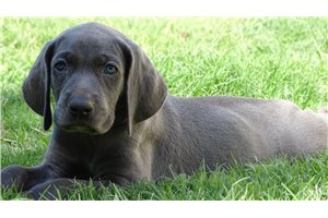 Ivan - puppy for sale