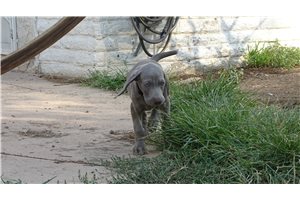 Iris - Weimaraner for sale