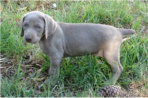 Norris - Weimaraner for sale