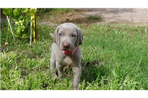 Beverly - Weimaraner for sale