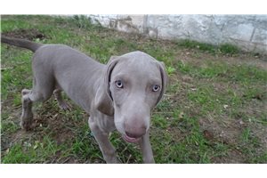 Beethoven - Weimaraner for sale