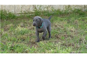 Bianca - Weimaraner for sale