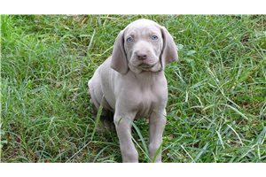 Nate - Weimaraner for sale