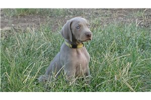 Haven - Weimaraner for sale
