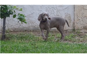 Bimini - Weimaraner for sale
