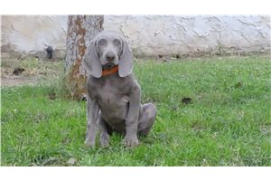 Bibi - Weimaraner for sale