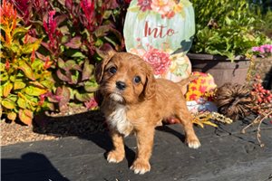 Vanessa - puppy for sale