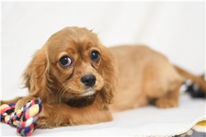 Apricot - Cavalier King Charles Spaniel for sale