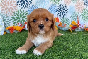 Vicki - puppy for sale