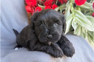 Paulina - puppy for sale