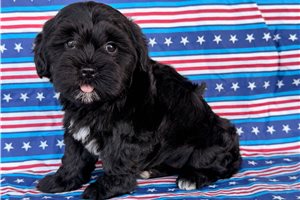 Paloma - Mixed/Other for sale