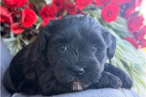 Paloma - Mixed/Other for sale