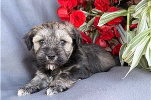 Perdita - puppy for sale