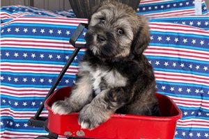 Perdita - Mixed/Other for sale