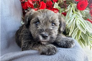Patrick - Mixed/Other for sale