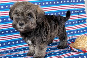Patrick - Mixed/Other for sale