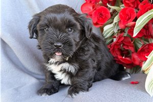 Panda - puppy for sale