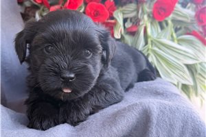 Pixie - Mixed/Other for sale