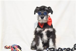 Allen - puppy for sale