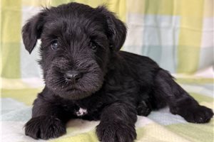 Bobby - puppy for sale