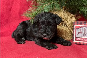 Dante - Schnauzer, Miniature for sale