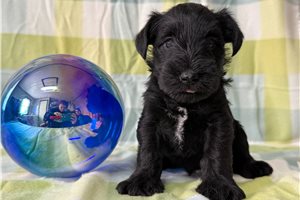 Brielle - puppy for sale