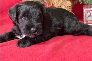 Dani - Schnauzer, Miniature for sale