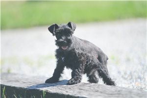 Maximus - puppy for sale