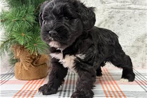 Dane - Schnauzer, Miniature for sale