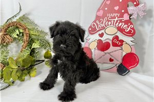 Blake - Schnauzer, Miniature for sale