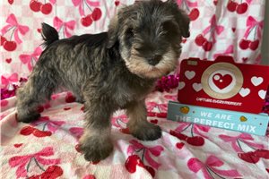 Blane - puppy for sale