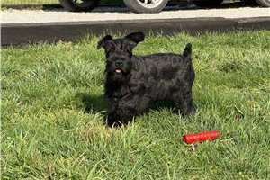 Blake - Schnauzer, Miniature for sale