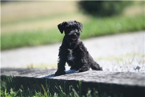 Mariella - puppy for sale