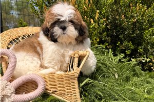 Nolan - Shih Tzu for sale