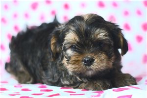 Chocolate - Shorkie for sale