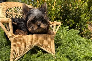 Nathan - Yorkshire Terrier - Yorkie for sale