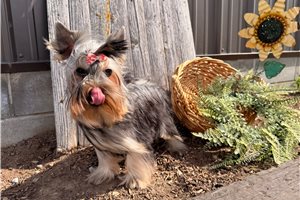 Dandy - Yorkshire Terrier - Yorkie for sale