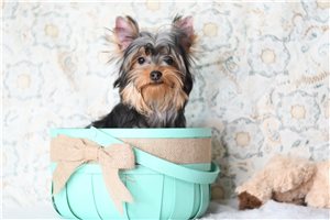 Enigma - Yorkshire Terrier - Yorkie for sale