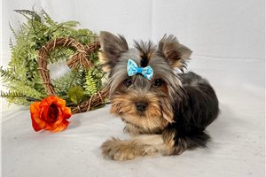 Dandy - Yorkshire Terrier - Yorkie for sale