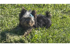 Nathan - Yorkshire Terrier - Yorkie for sale