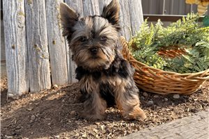 Nathan - Yorkshire Terrier - Yorkie for sale