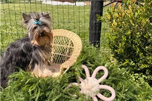 Dandy - Yorkshire Terrier - Yorkie for sale