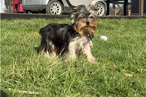 Dandy - Yorkshire Terrier - Yorkie for sale