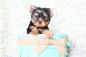 Riley - Yorkshire Terrier - Yorkie for sale